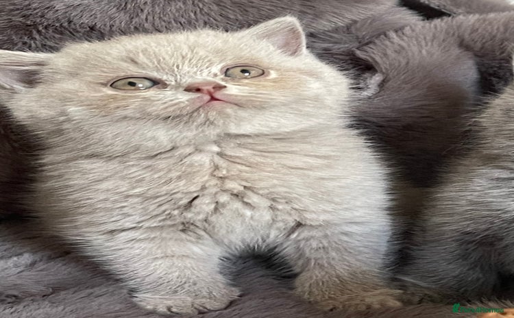 British Shorthair cats - Advert 16