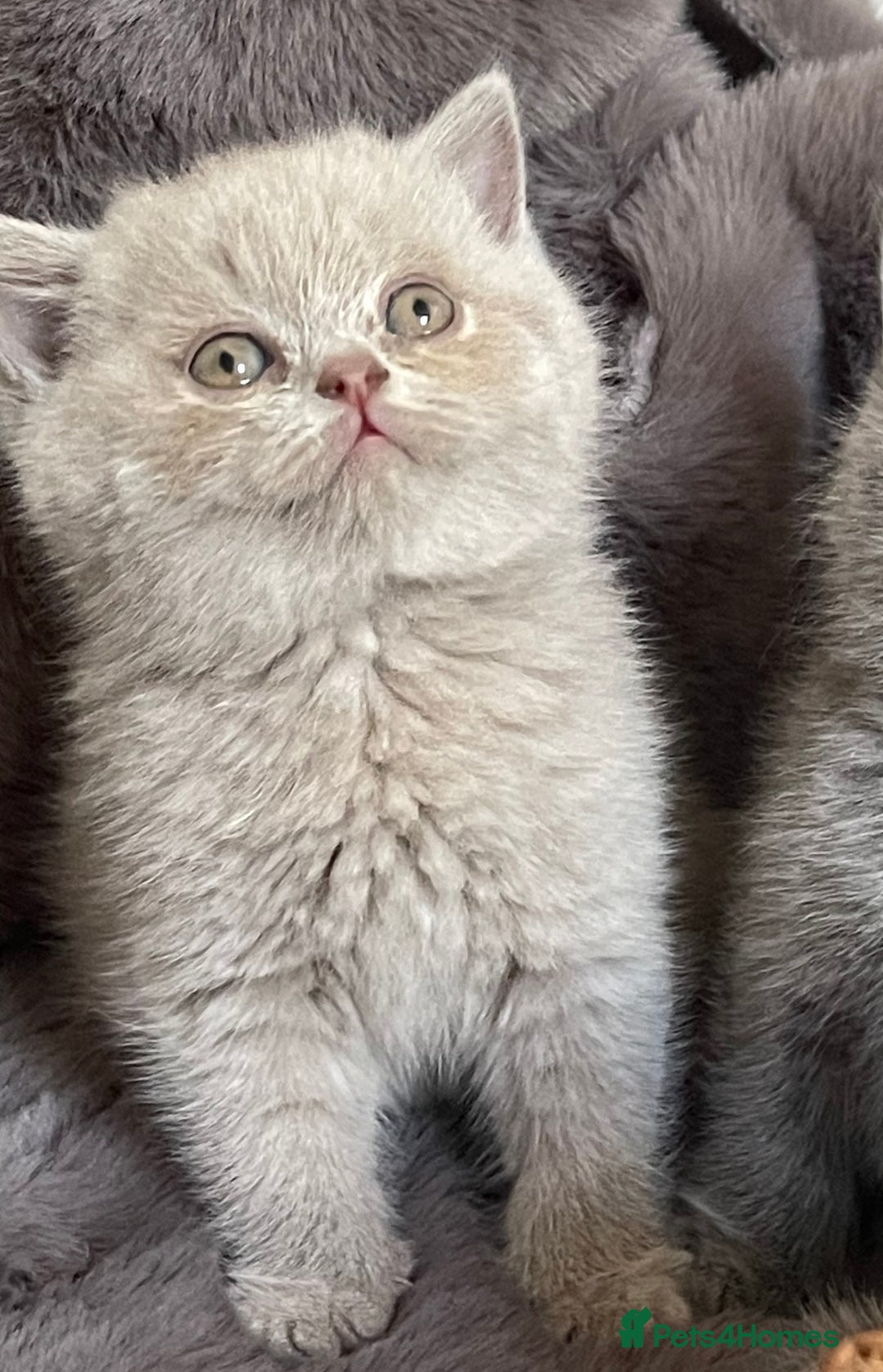 British Shorthair cats for sale: CHAMPION HERITAGE BABIES  - Image 1