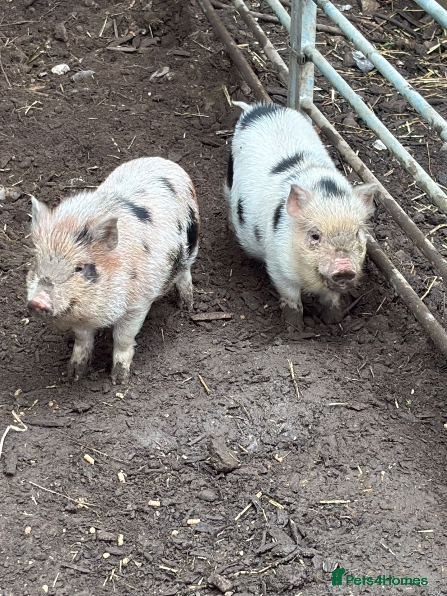 Pig livestock 2 x piglets aka the Chuckle brothers available  - Advert 12