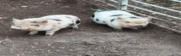 Pig livestock for sale: 2 x piglets aka the Chuckle brothers available  - Advert 1