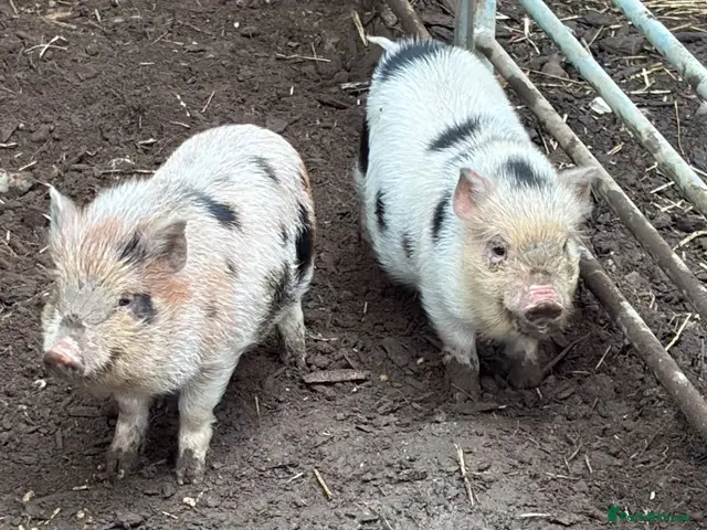 Pig livestock for sale: 2 x piglets aka the Chuckle brothers available - Advert 10