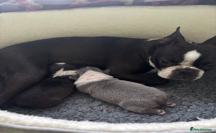 Boston Terrier dogs Beautiful Boston Boys - Advert 2