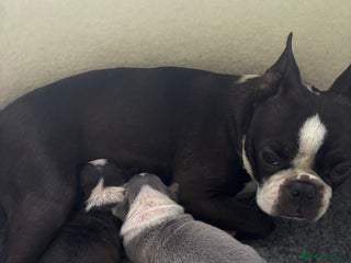 Boston Terrier dogs Beautiful Boston Boys - Advert 2