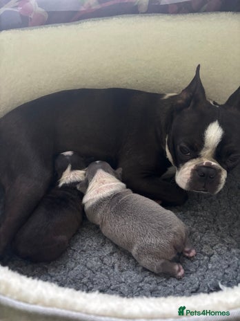 Boston Terrier dogs Beautiful Boston Boys - Advert 1