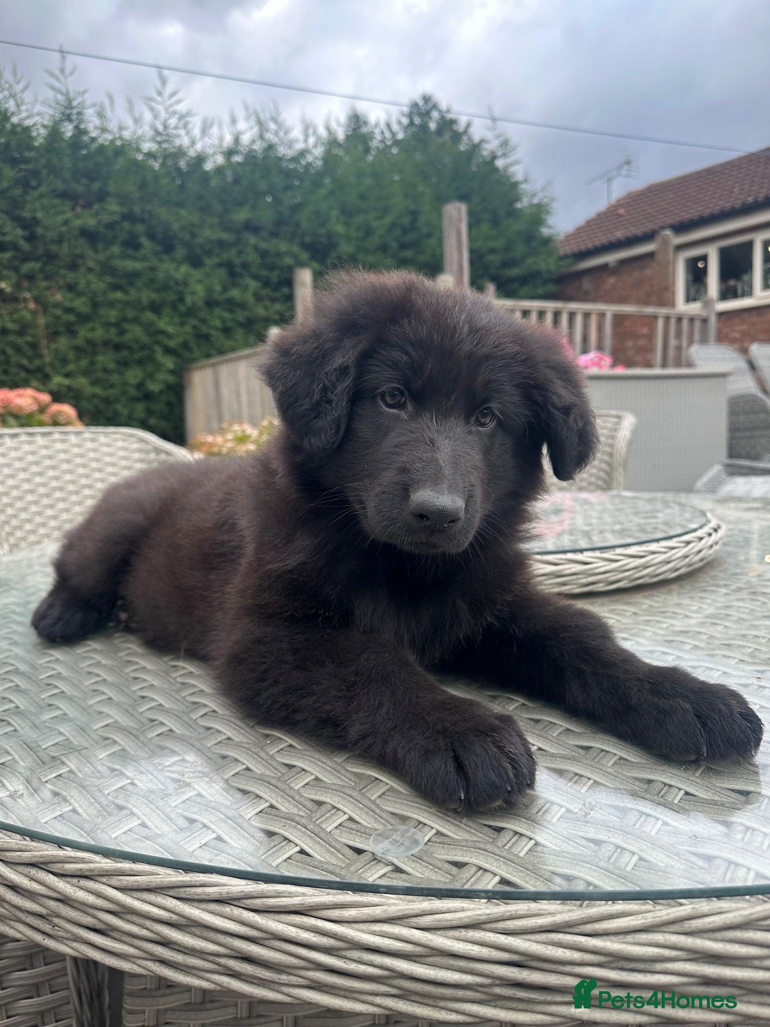 German Shepherd dogs TWO BEAUTIFUL GIRLS - Advert 1
