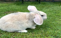Mini Lop rabbits for sale: Mini Lops Ready now!!!!  in Coalville - Image 23