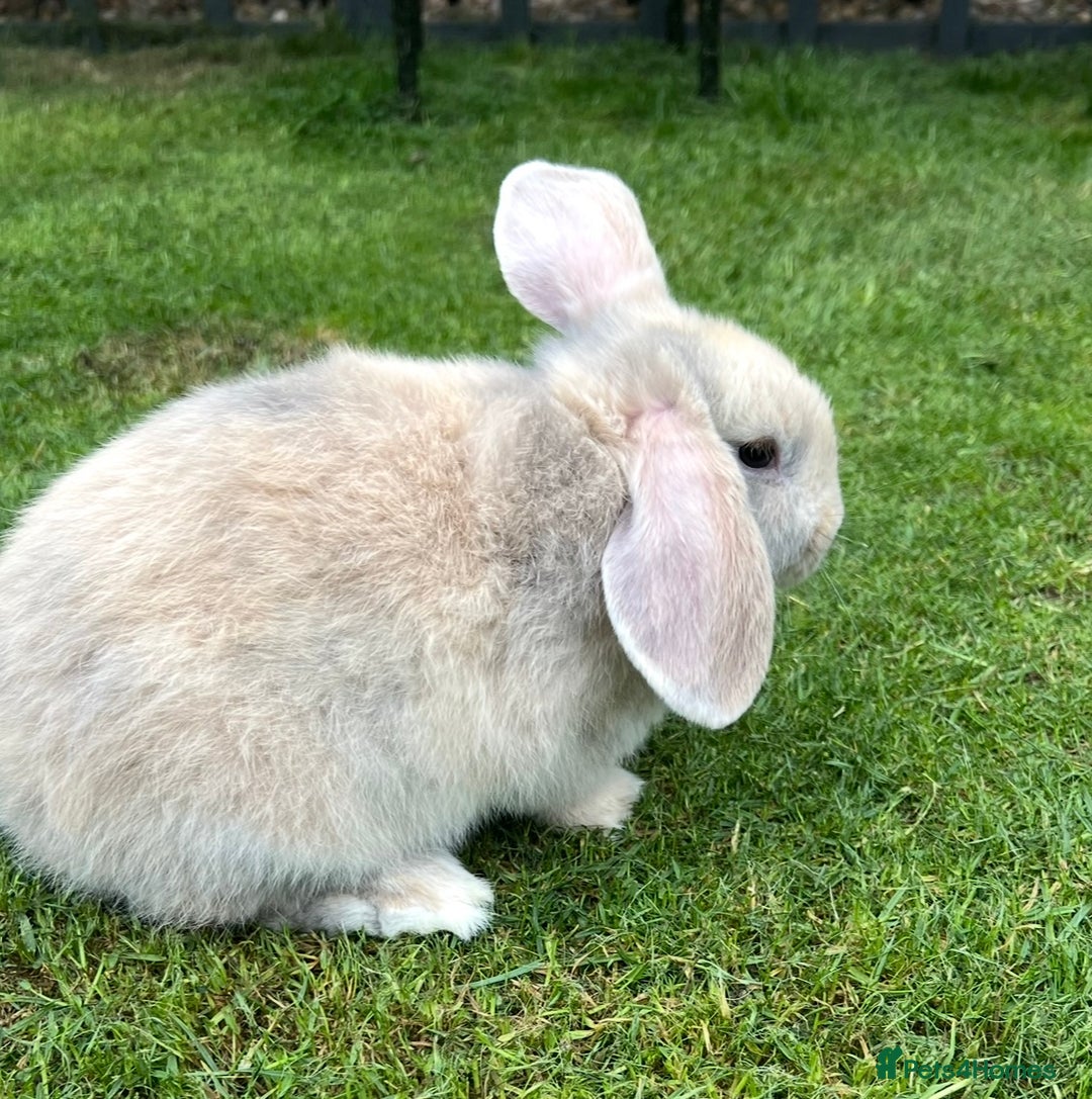 Mini Lop rabbits for sale: Mini Lops Ready now!!!!  in Coalville - Image 23