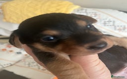 Mixed Breed dogs for sale: Jackawawa puppies 🐾💙1 boy left 💙🐾 - Image 1