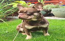 French Bulldog dogs for stud: 🐾⭐️New Shade Rojo tan RFG 0, 6 panel clear⭐️🐾 in Birmingham - Image 6