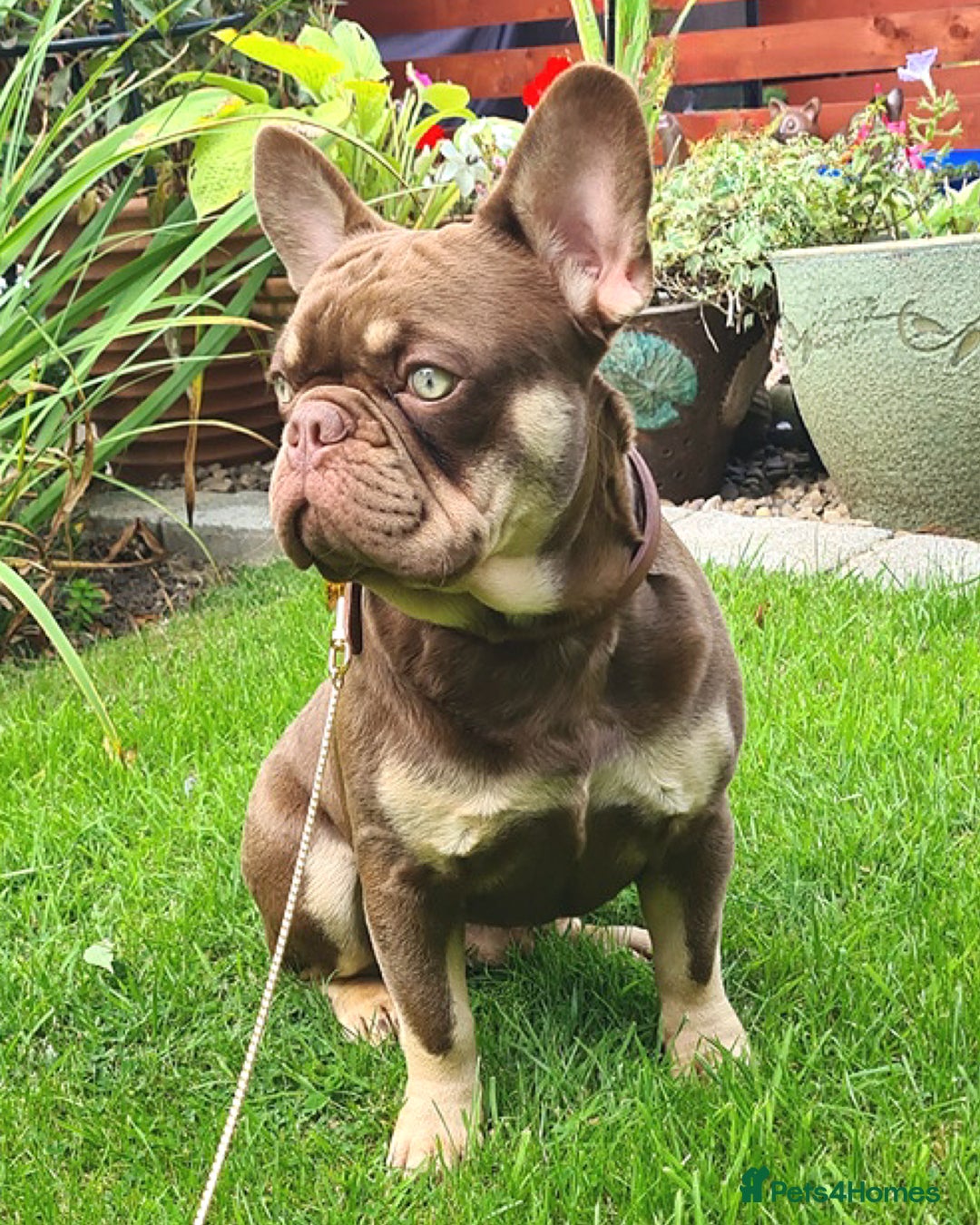 French Bulldog dogs for stud: 🐾⭐️New Shade Rojo tan RFG 0, 6 panel clear⭐️🐾 in Birmingham - Image 6