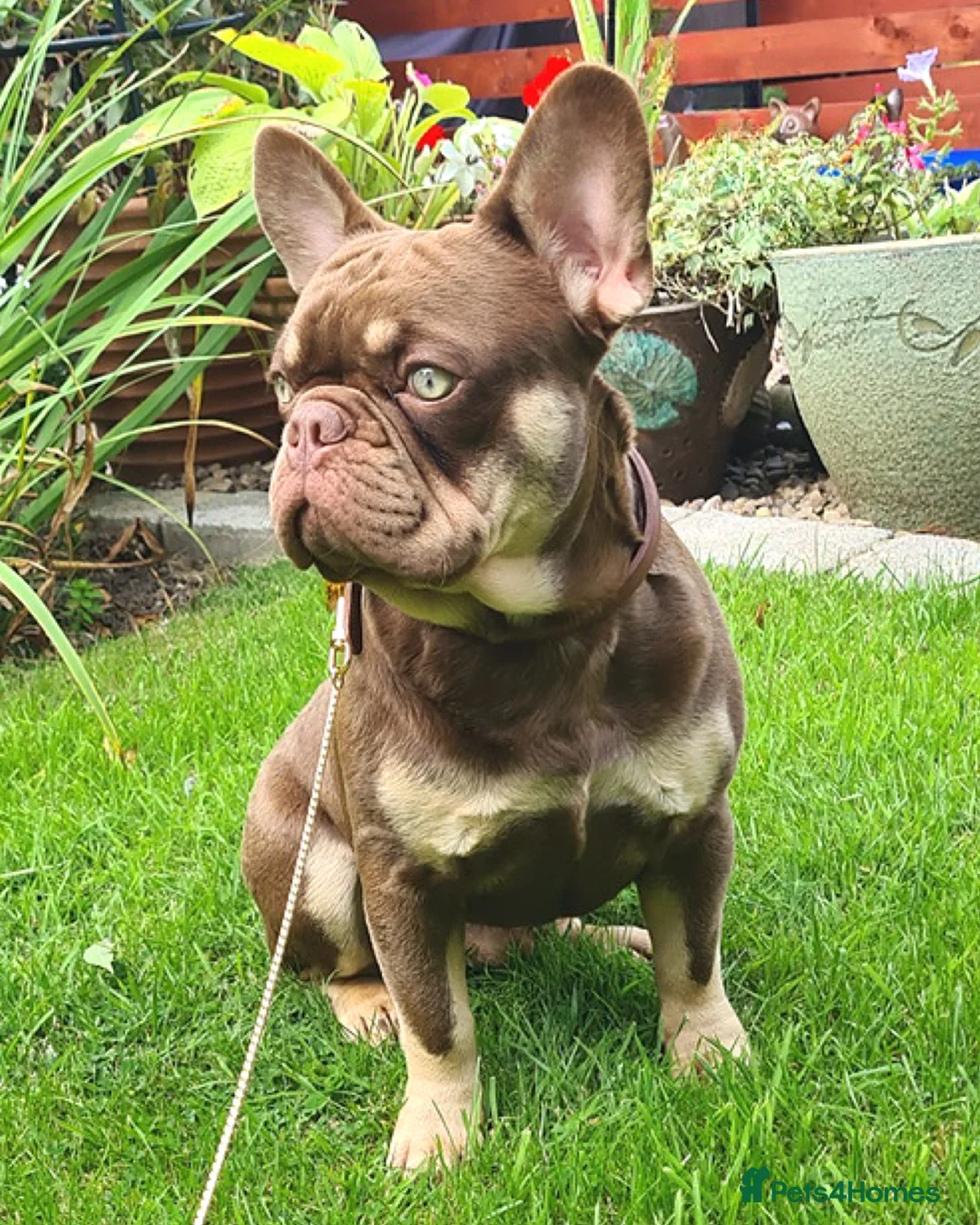 French Bulldog dogs for stud: 🐾⭐️New Shade Rojo tan RFG 0, 6 panel clear⭐️🐾 in Birmingham - Advert 3