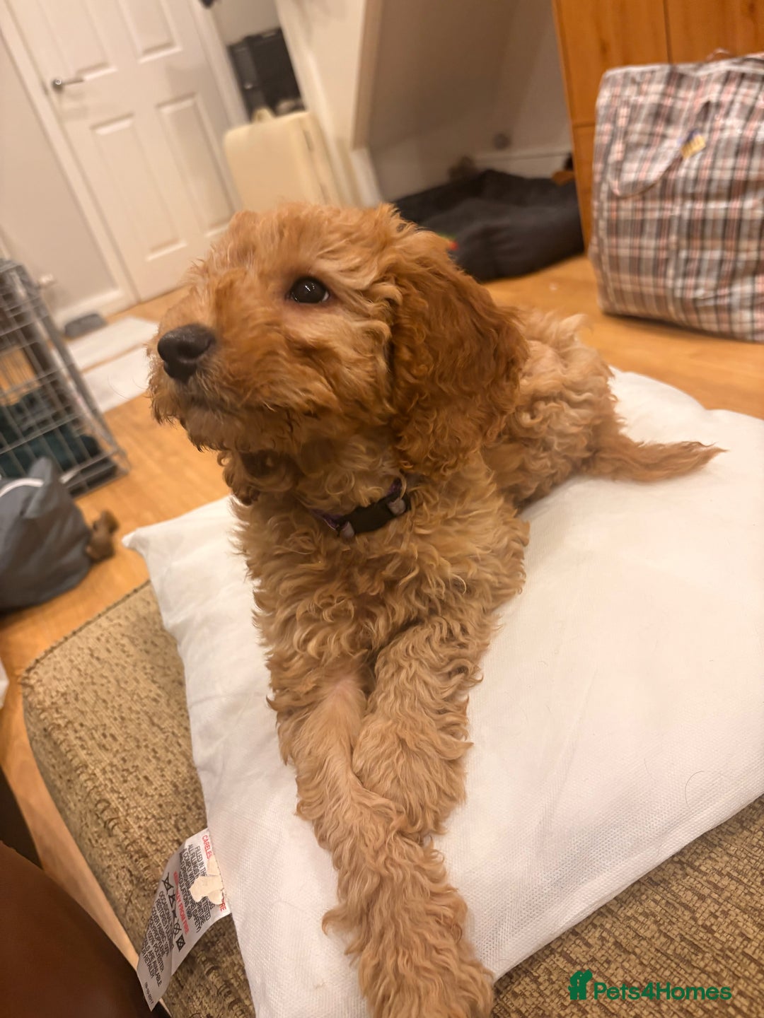 Cockapoo dogs for sale: Curly red cockapoo Peanut  - Advert 2