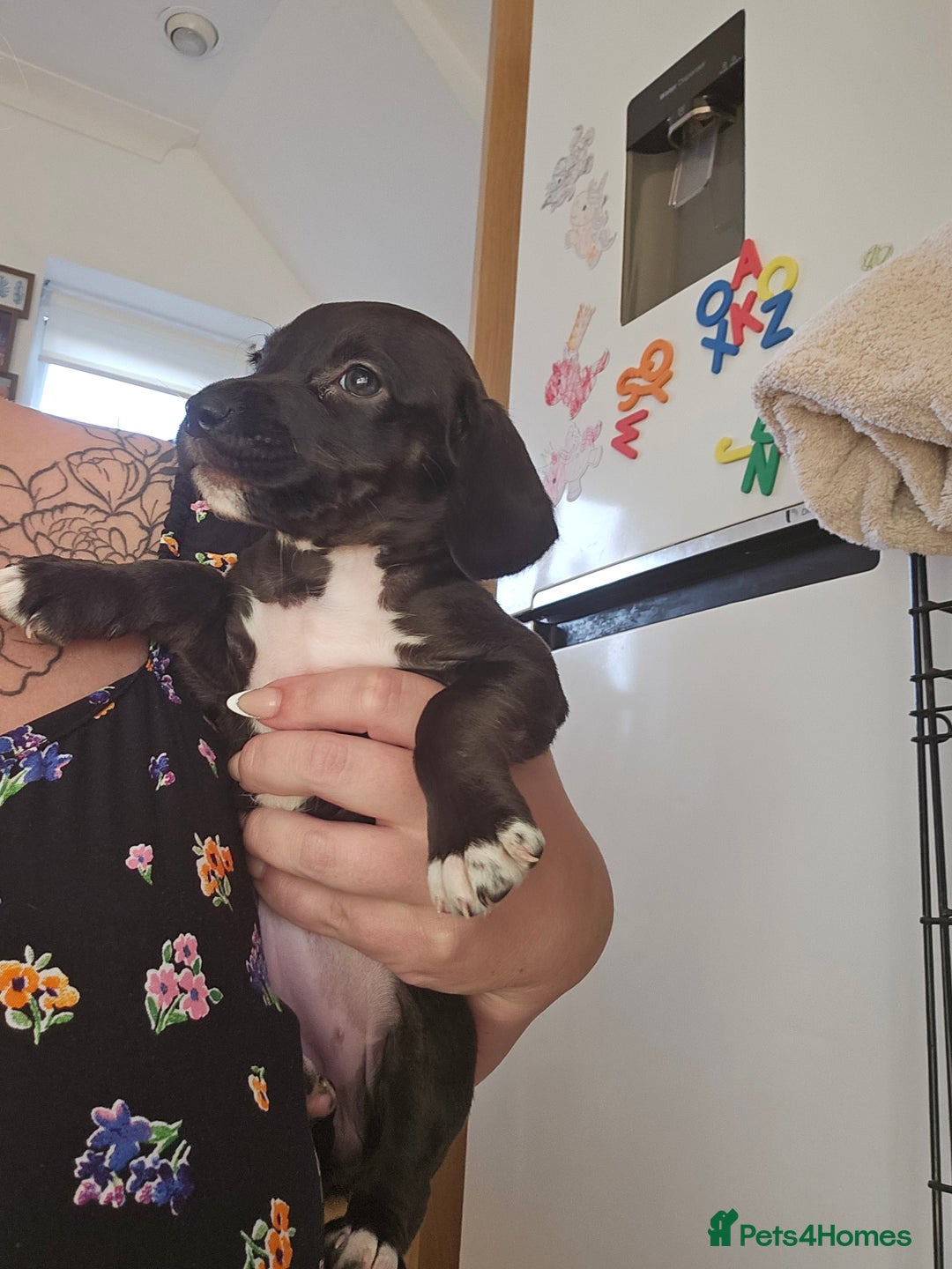 Mixed Breed dogs for sale: Mixed breed puppies  - Image 2