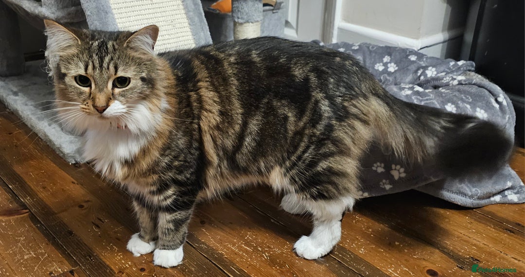 Mixed Breed cats for sale: Stunning girl looking for a loving home - Image 3