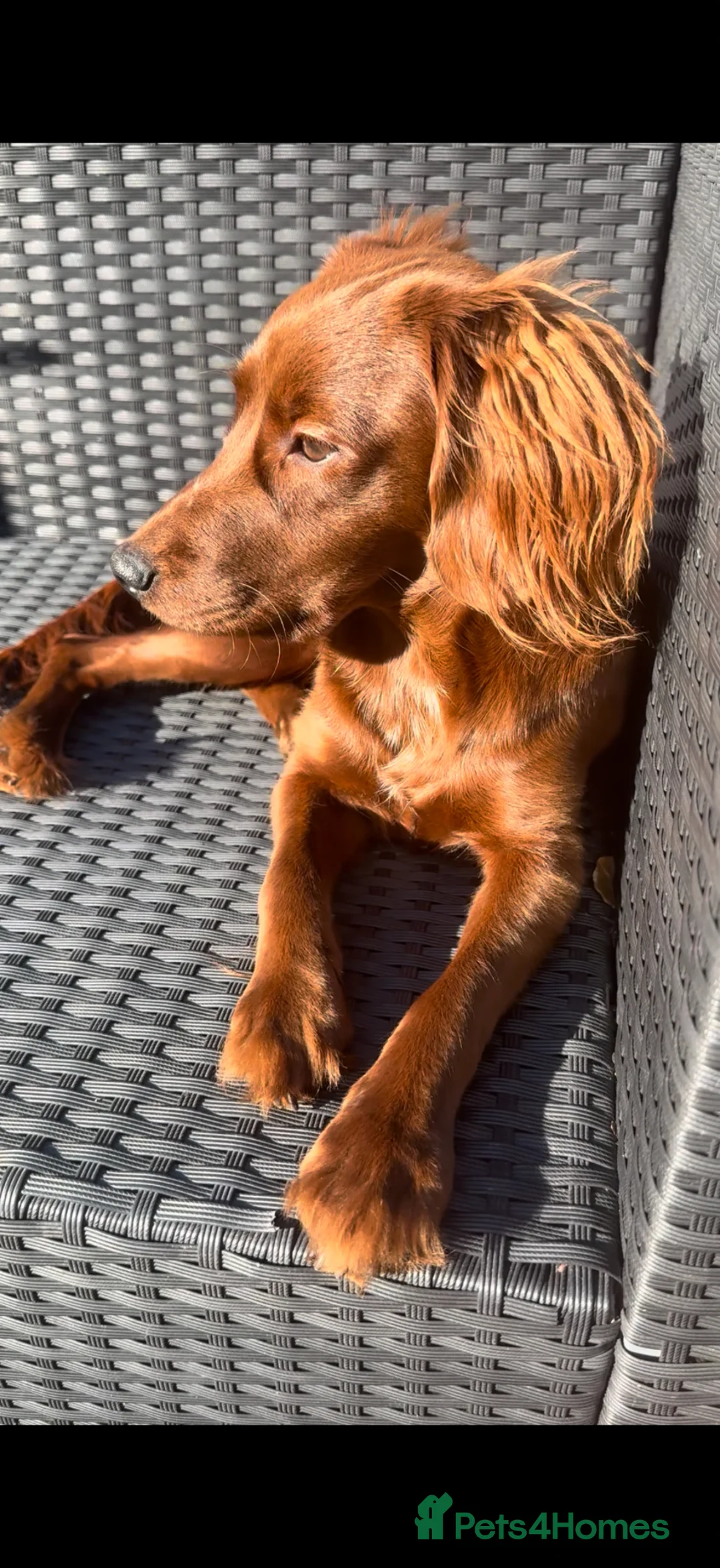 Cockapoo dogs for sale: Rosie the Smoothie Cockapoo  in Gosport - Advert 2