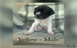 Pointer dogs for sale: English pointer puppies  - Image 12