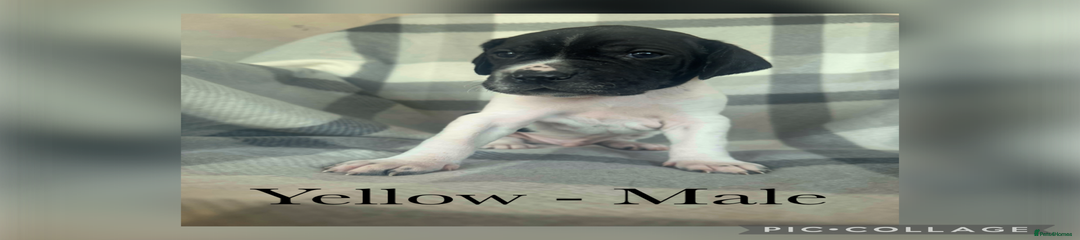 Pointer Puppy 1