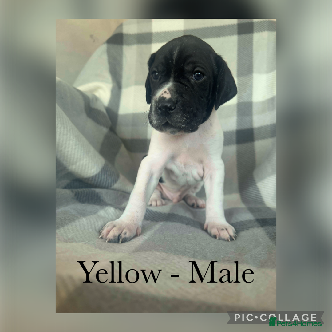 Pointer dogs for sale: English pointer puppies  - Image 12