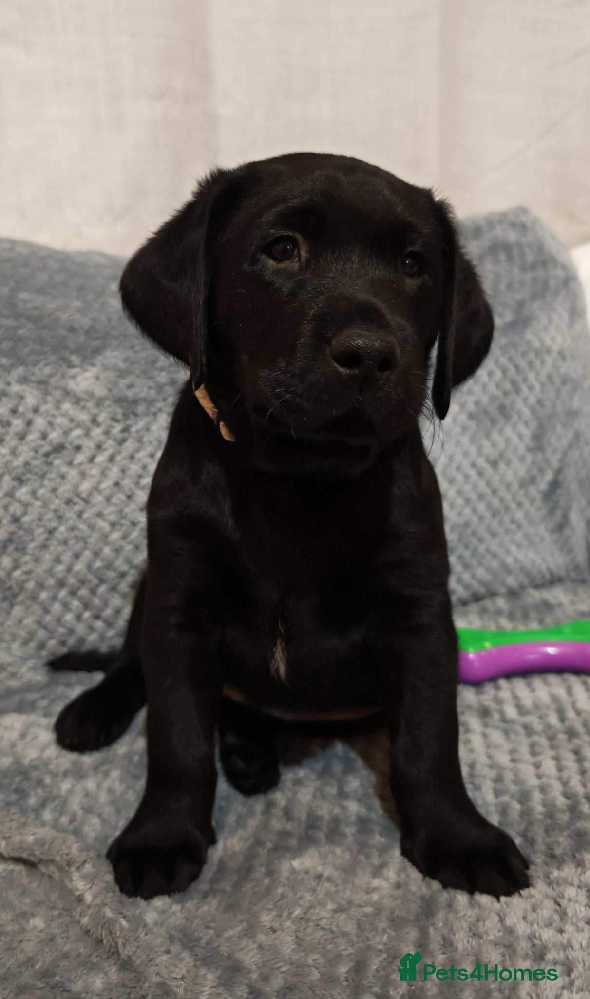 Labrador Retriever dogs 🐶 Only 2 Black Labrador Puppies Left 🐶 - Advert 3