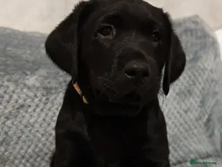 Labrador Retriever dogs 🐶 Only 2 Black Labrador Puppies Left 🐶 - Advert 5