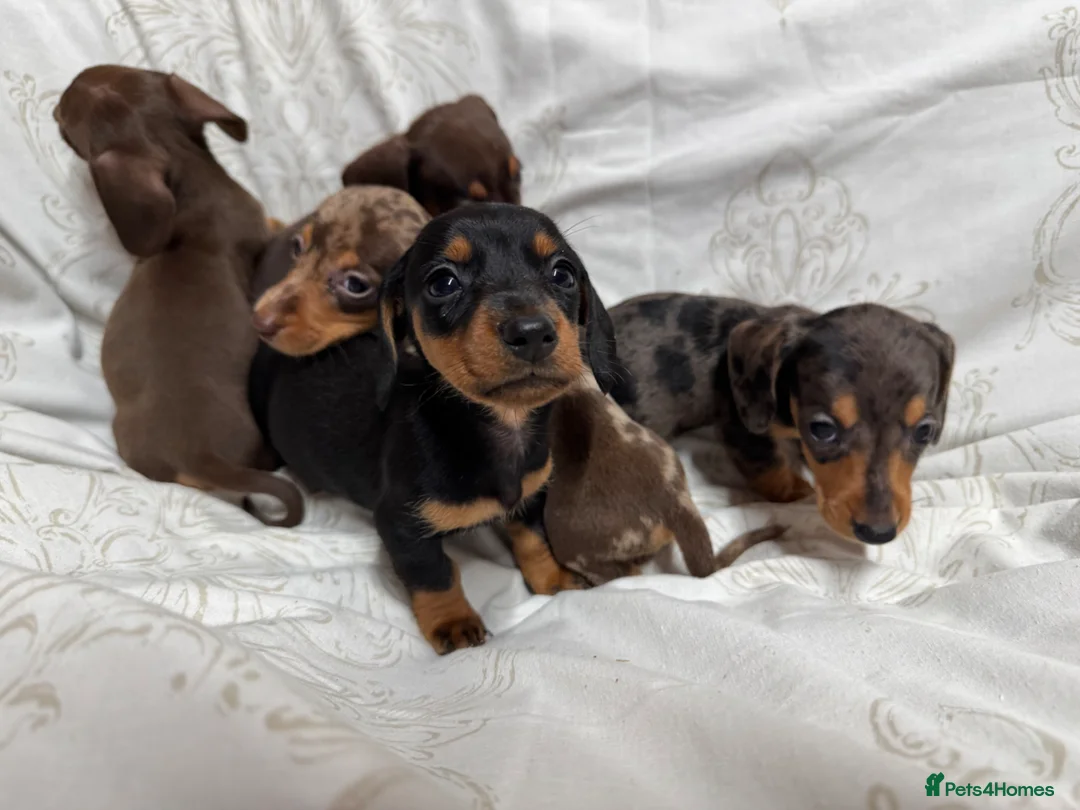 Miniature Dachshund dogs for sale: Miniature dachshund puppies  - Advert 12