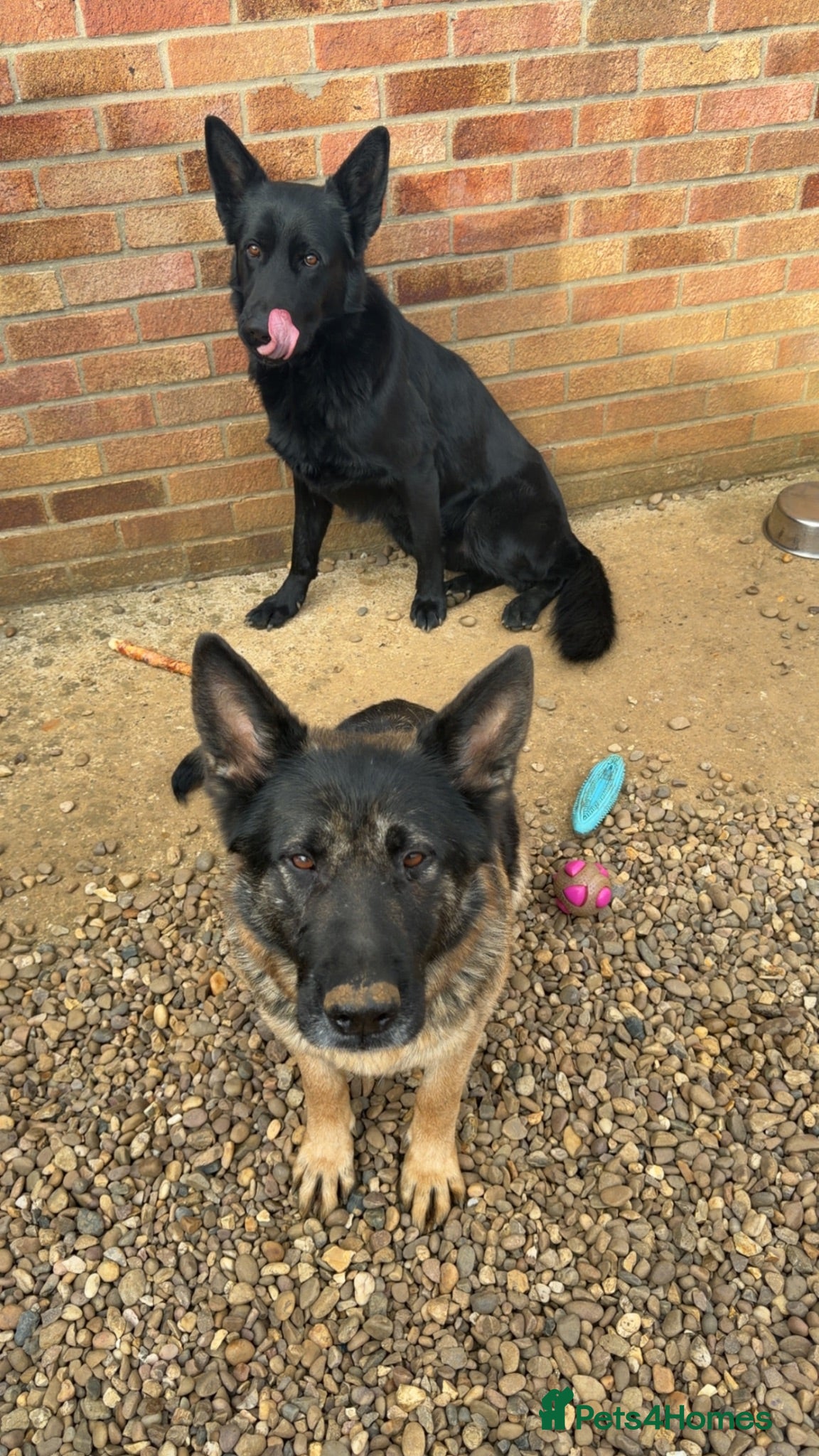 German Shepherd dogs Full pedigree German shepherd Puppies  - Advert 1