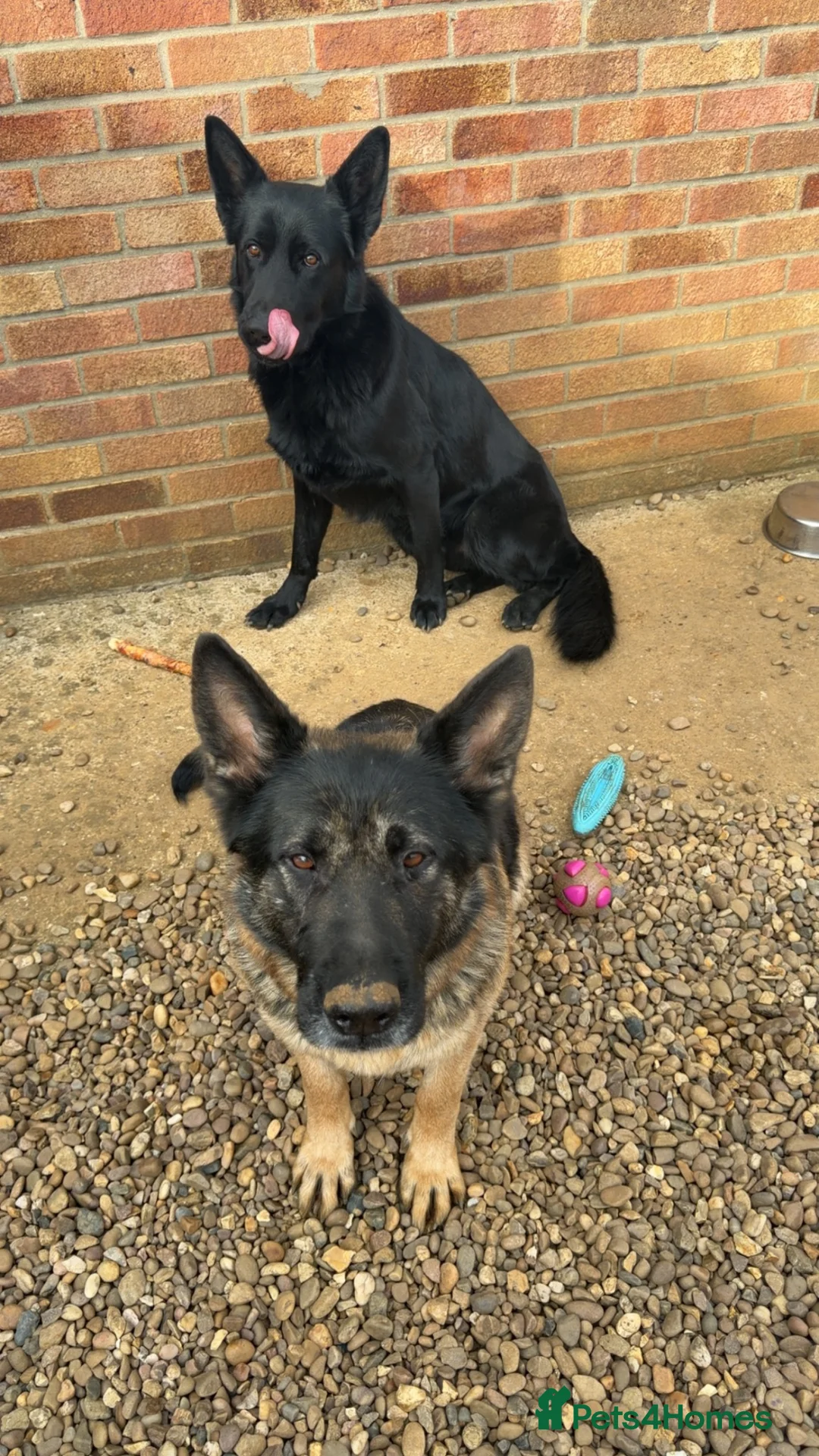 German Shepherd dogs for sale: Full pedigree German shepherd Puppies  - Advert 1