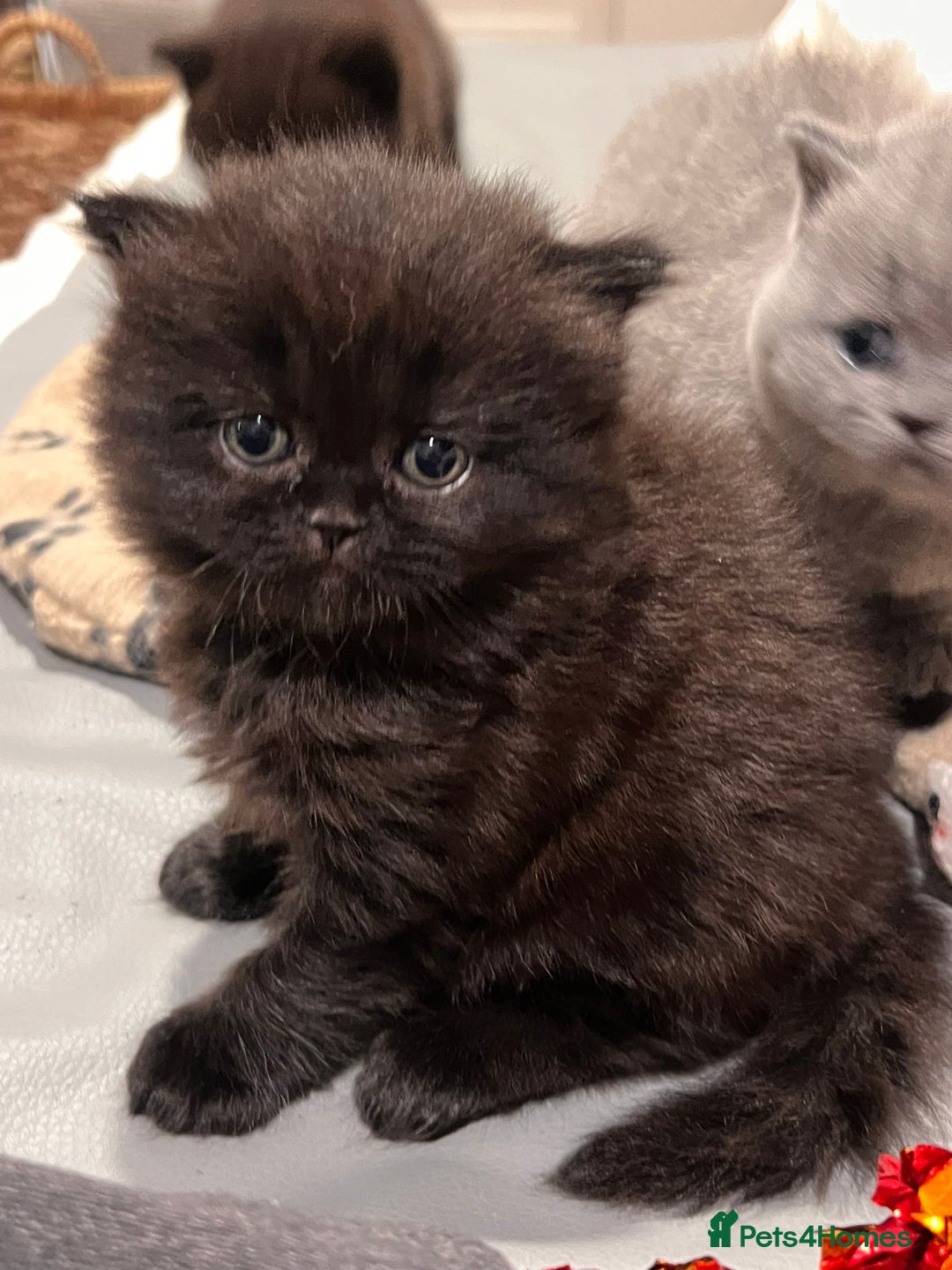 British Shorthair cats for sale: Multi-colour GCCF British Shorthair kittens  - Advert 32