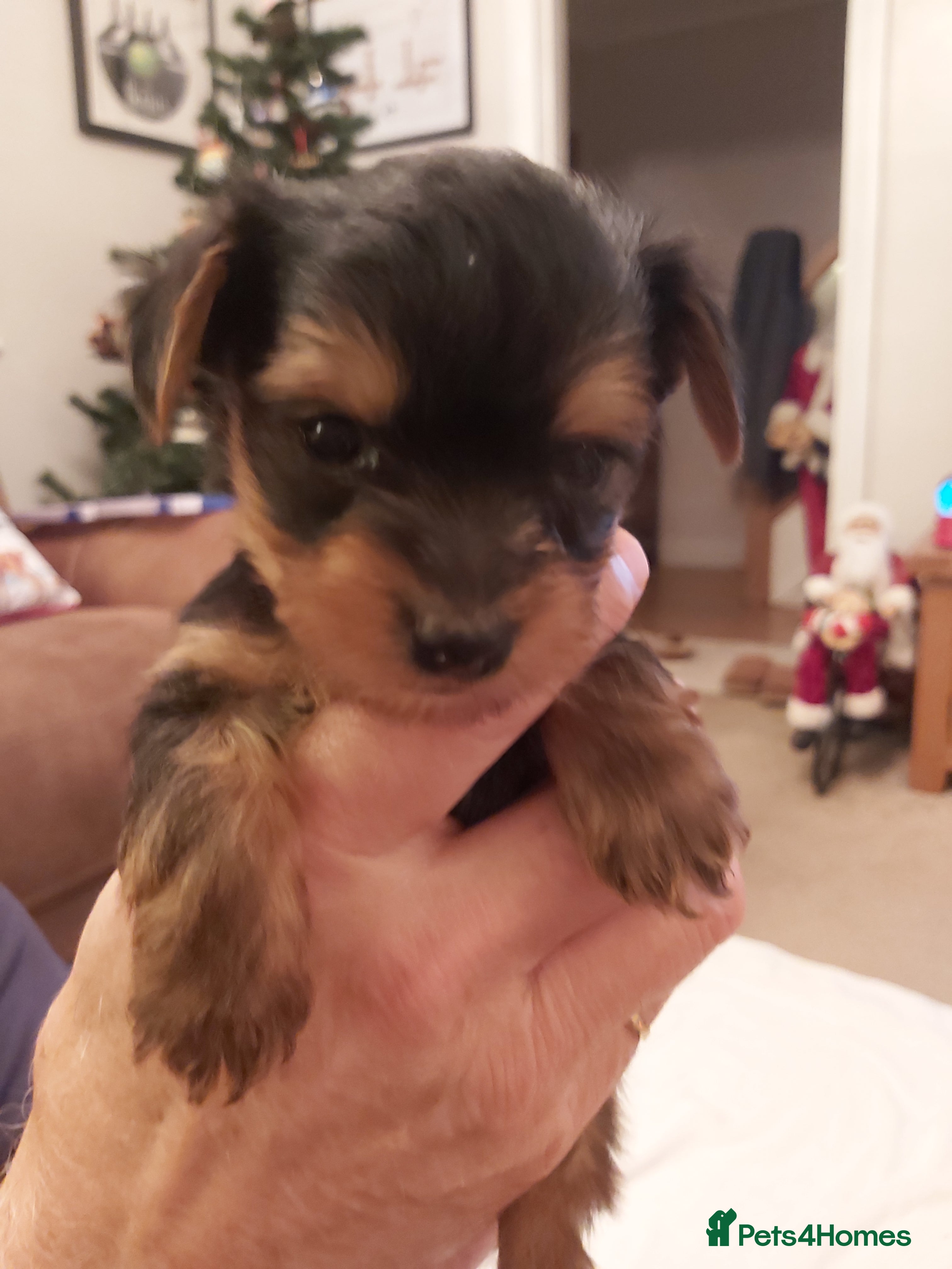 Yorkshire Terrier dogs  Yorkshire Terrier puppies - Advert 9