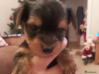 Yorkshire Terrier dogs Yorkshire Terrier puppies - Advert 8