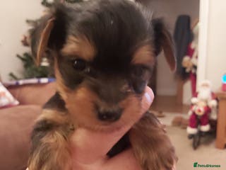 Yorkshire Terrier dogs Tiny Yorkshire Terrier puppies - Advert 13