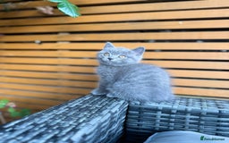 British Shorthair cats for sale: I'll give it into good hands. - Image 6