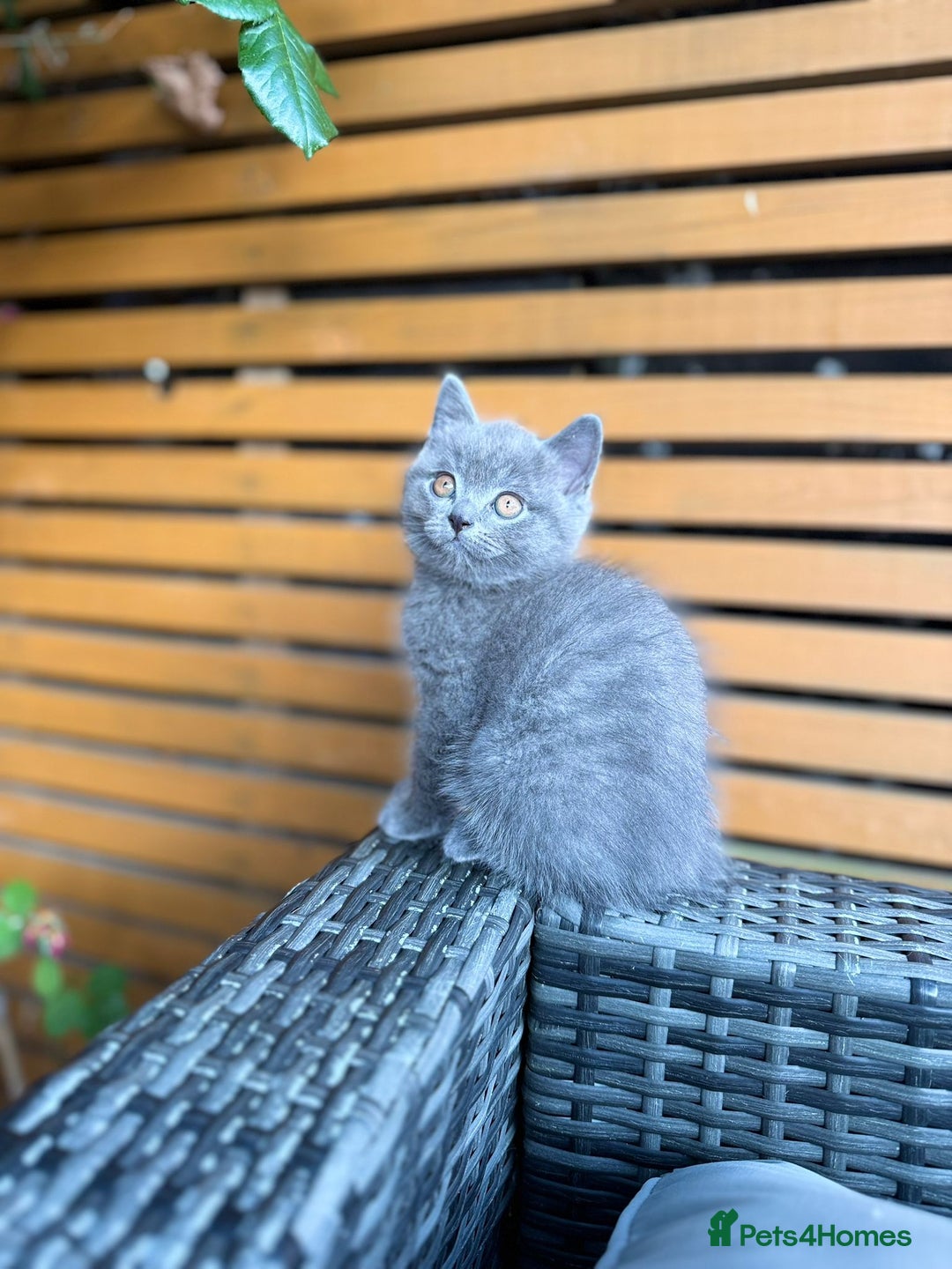 British Shorthair cats for sale: I'll give it into good hands. - Image 6