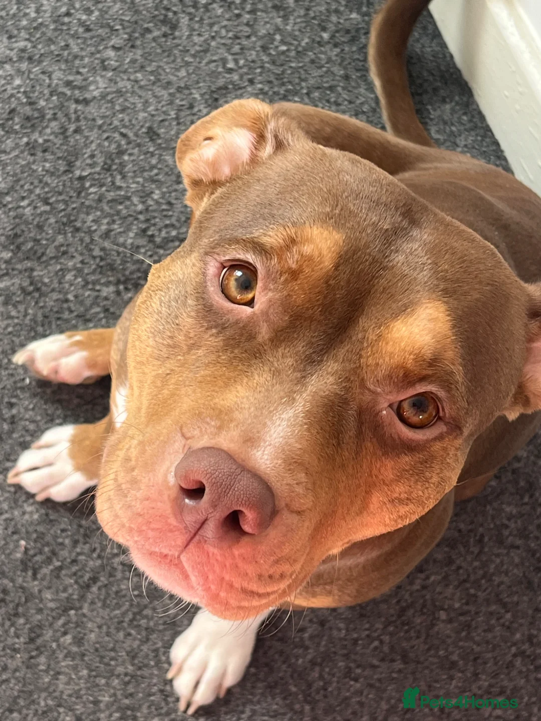 American Bull Staffy dogs for sale: AmStaff pups  - Advert 35