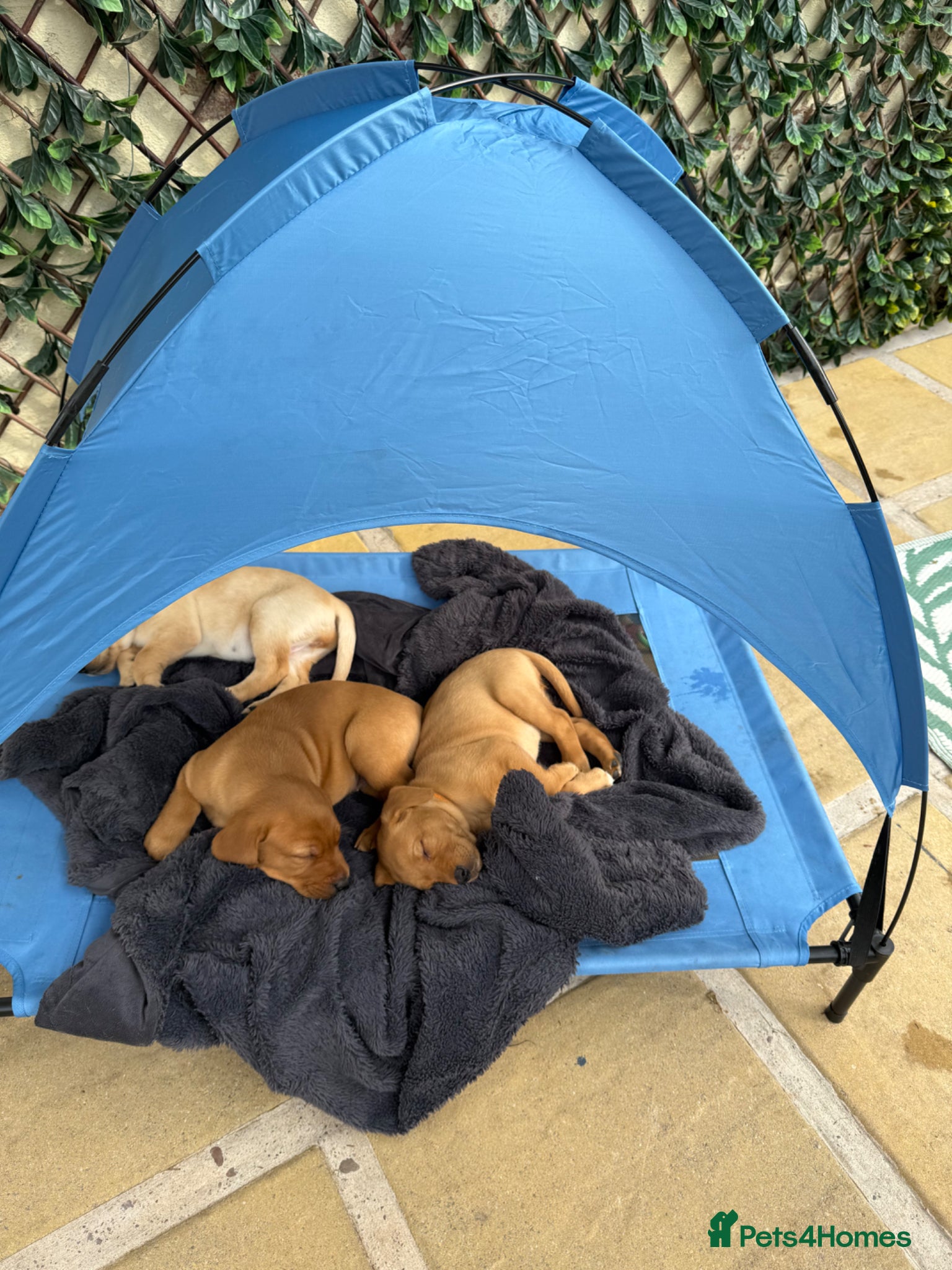 Labrador Retriever dogs Stunning Labrador Retriever Puppies  - Advert 2