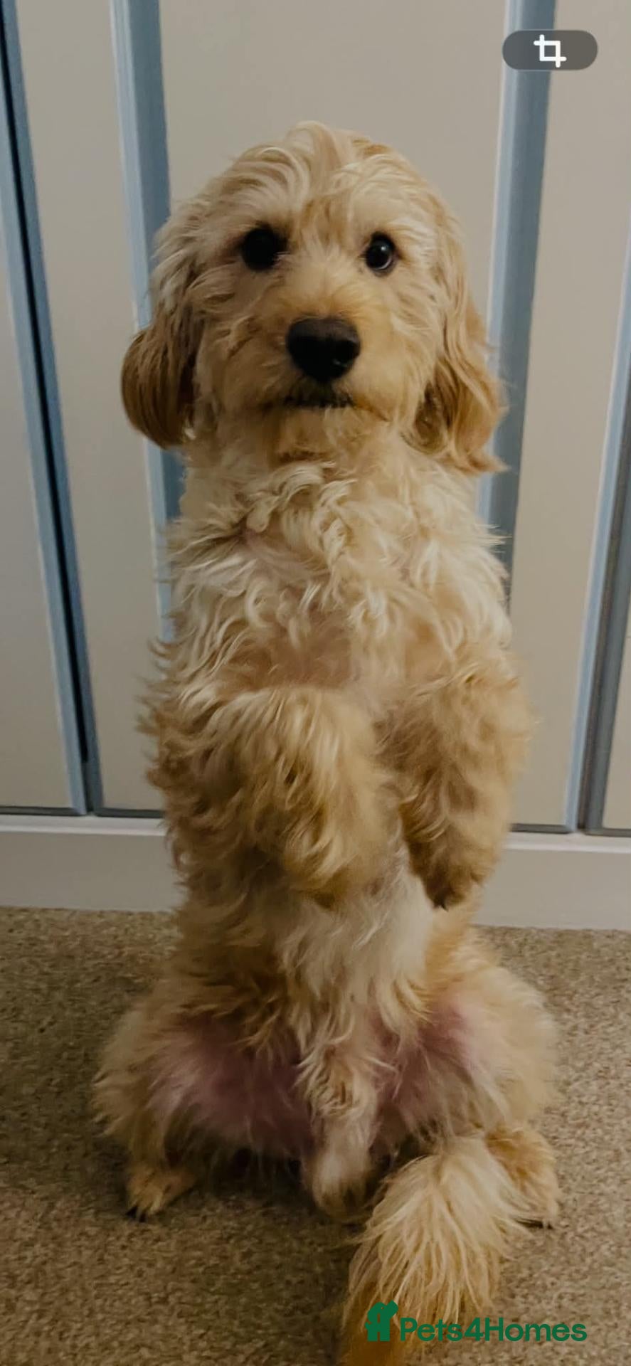Labradoodle dogs for stud: Labradoole  - Advert 1