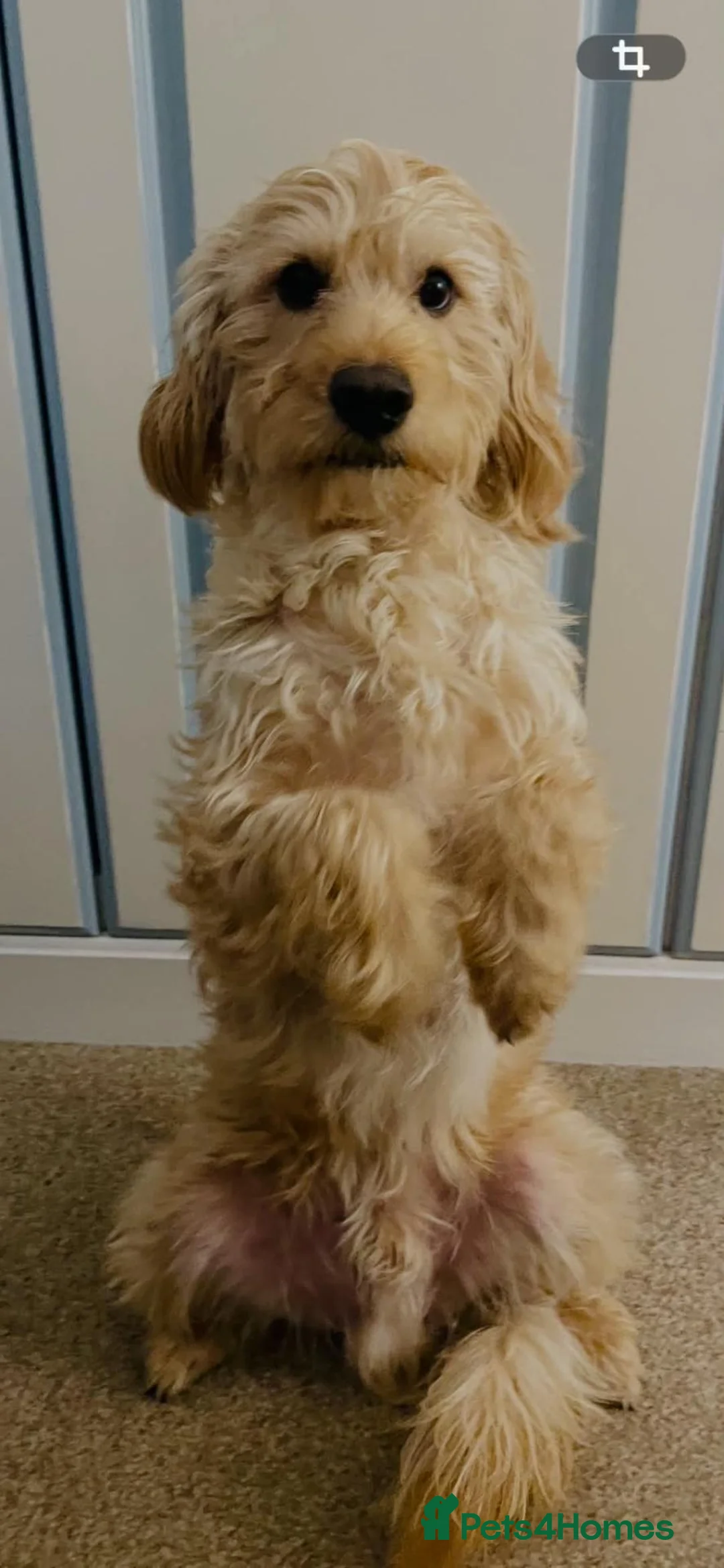 Labradoodle dogs for stud: Labradoole  in Erith - Advert 1