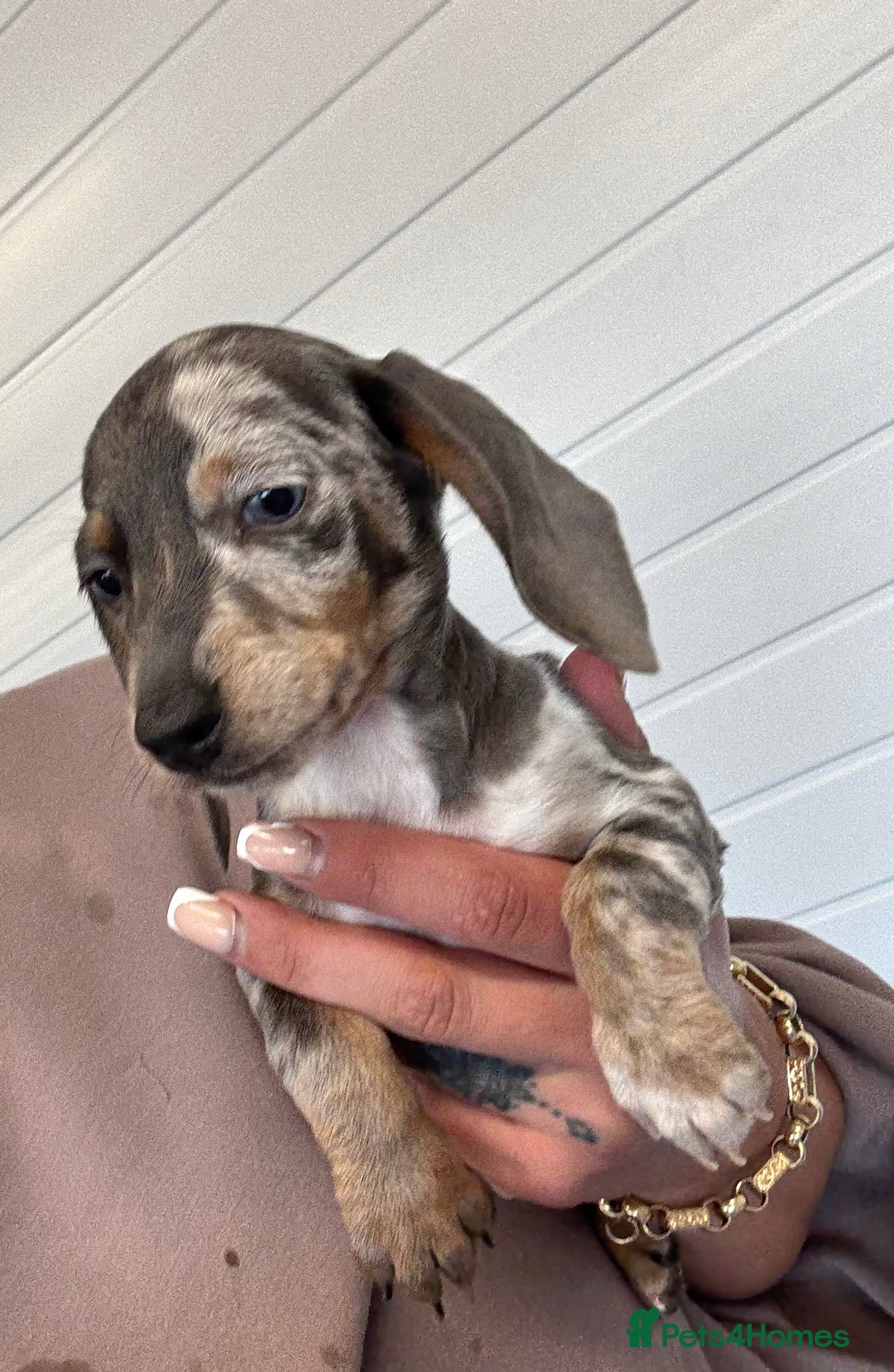 Miniature Dachshund dogs for sale: Mini Dachshund puppies for sale  - Image 19