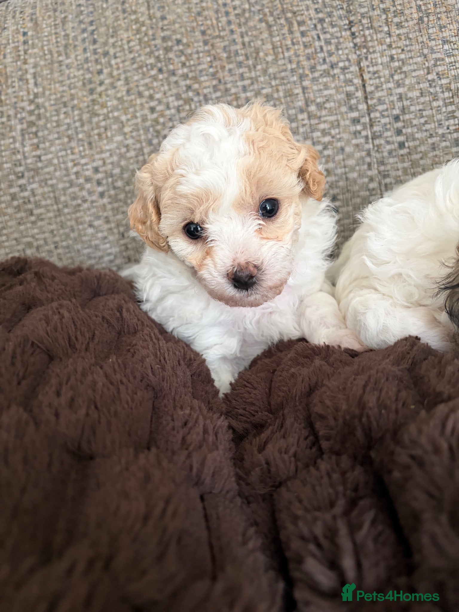 Poochon dogs Poochon for sale - Advert 16