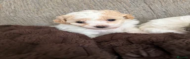 Poochon 1