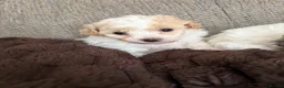 Poochon dogs for sale: Poochons for sale in Bishop Auckland - Advert 5