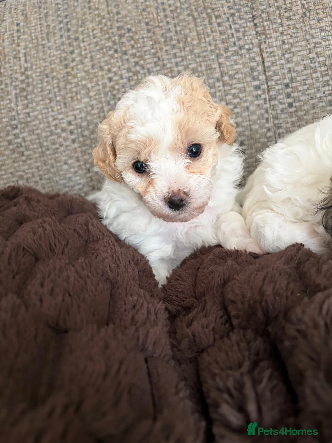 Poochon dogs for sale: Poochon for sale - Advert 1