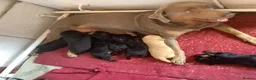 Labradoodle dogs for sale: Toy Labradoodle  - Advert 23