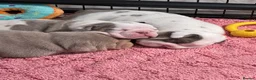 English Bulldog dogs for sale: English bulldog puppies  - Advert 8