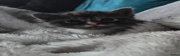 Mixed Breed cats for sale: Gorgeous long haired kittens - Advert 5