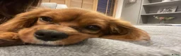 Cavalier King Charles Spaniel dogs for stud: Stanley. Ruby cavalier stud 1 yr. read description in Brentwood - Advert 9