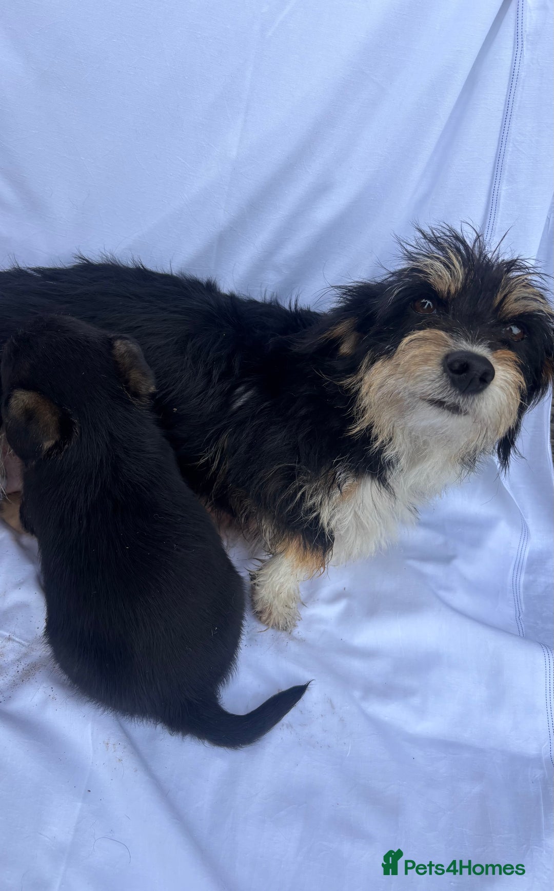 Jack Russell dogs for sale: Jack Russel puppy’s  - Image 8