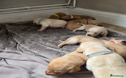 Labrador Retriever dogs for sale: Beautiful litter of perfect labrador retrievers  - Image 4