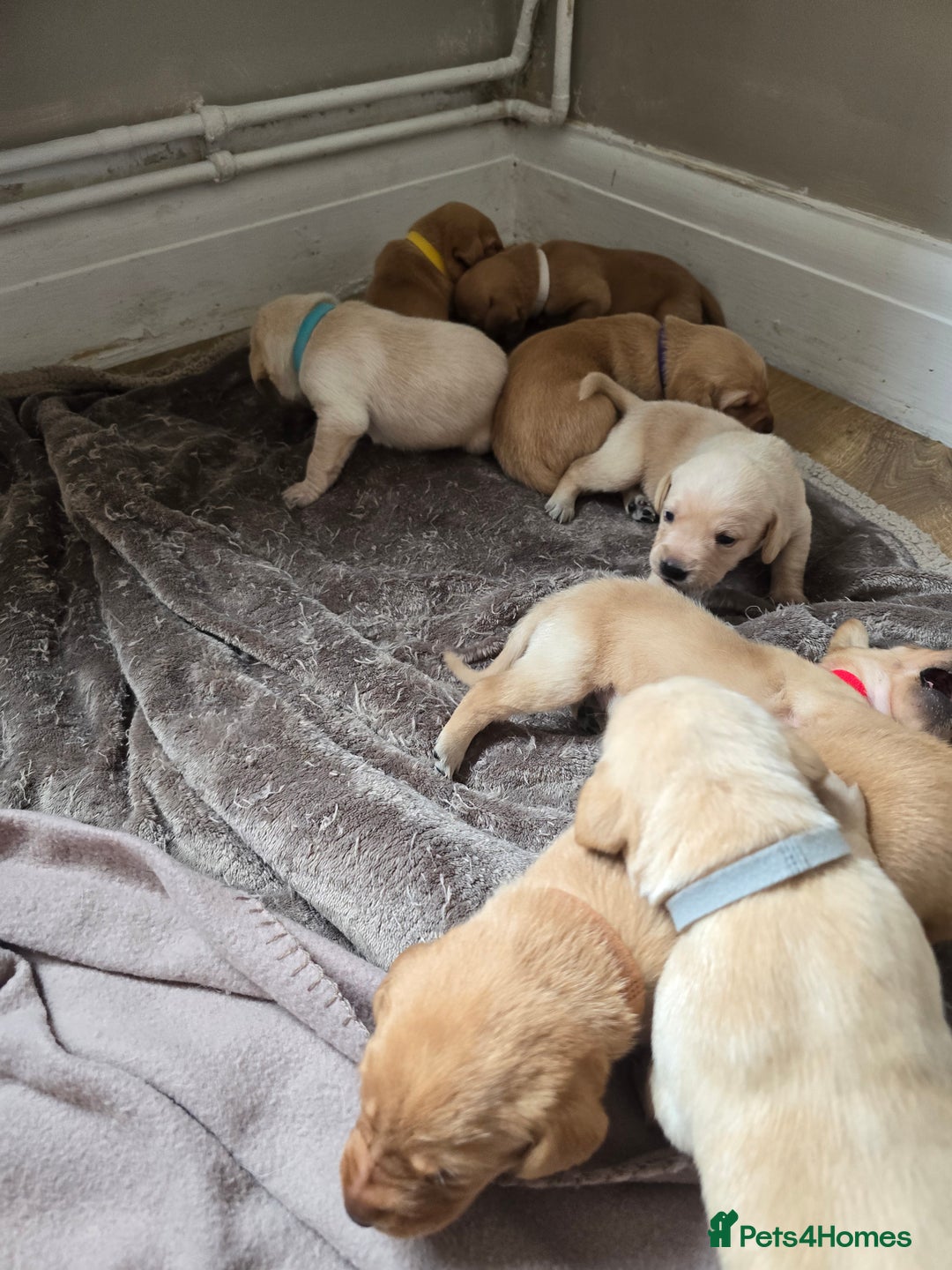 Labrador Retriever dogs for sale: Beautiful litter of perfect labrador retrievers  - Image 4