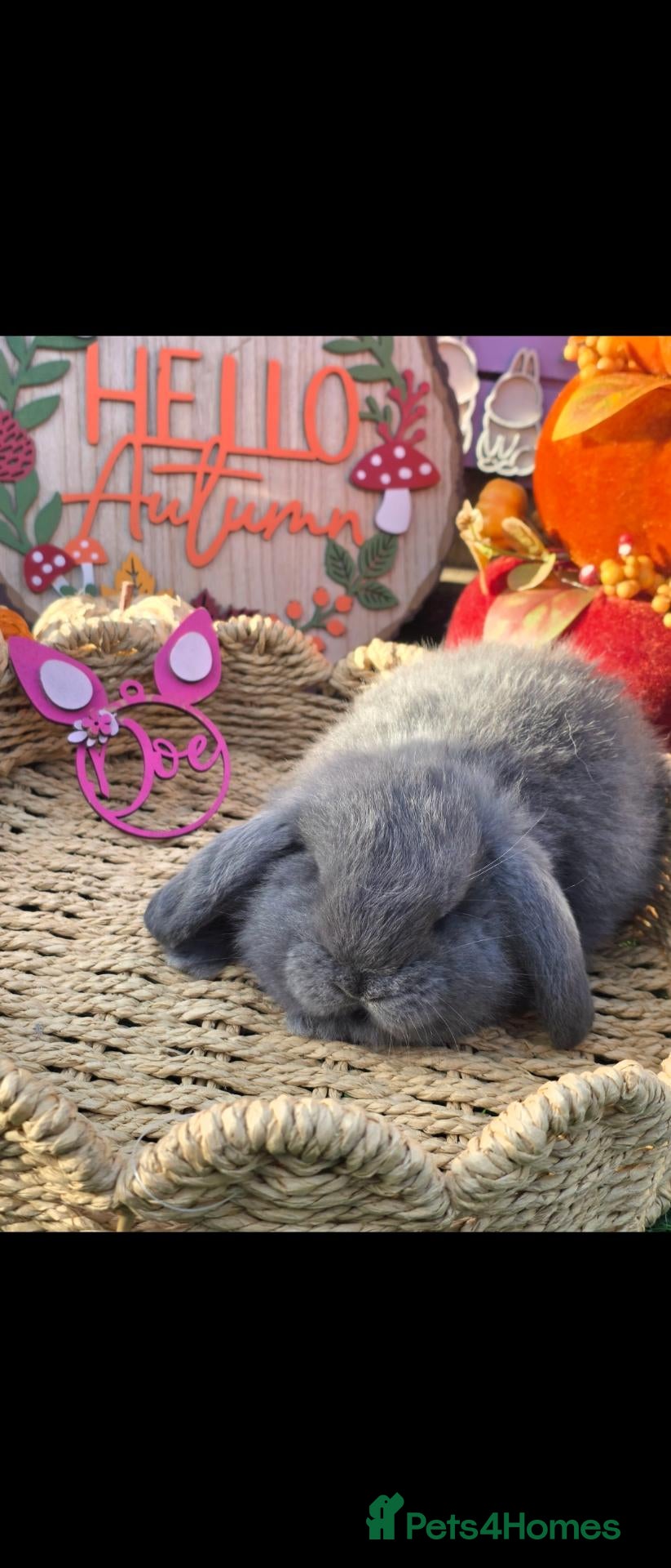 French Lop rabbits for sale: 2 French Lop Doe's For Reserve  - Advert 1